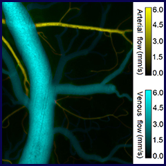 Biophotonics.