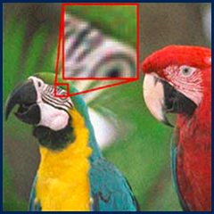 Analyzing an image of macaws.