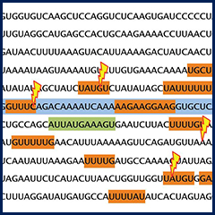 Abstraction of the genetic code.