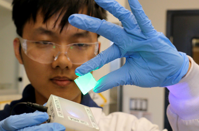 A3MD researchers will combine high-throughput experimentation and artificial intelligence to accelerate the discovery of new energy conversion materials and consumer electronics. Ziliang Li (ECE PhD candidate, pictured) holds a next generation light-emitting material in the Sargent Lab at the University of Toronto. (Photo courtesy of Ziliang Li)