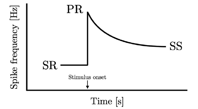 This graph shows an idealized sensory adaptation response. At the onset of a new stimulus, the organism’s initial state, called the spontaneous rate (SR), rises  to a peak response (PR) and then falls to a final steady state (SS). (Image courtesy: Willy Wong)